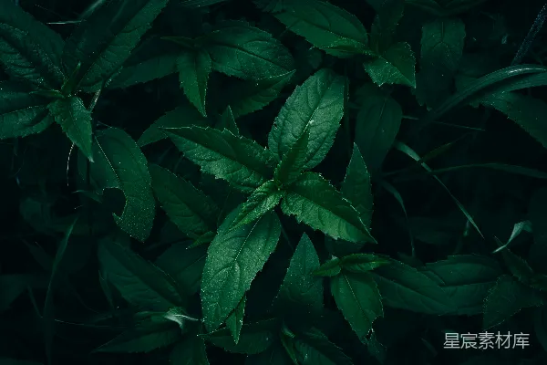 高清摄影 深绿色植物的自然纹理