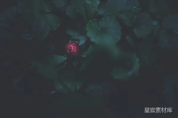 高清摄影 暗夜中的红宝石