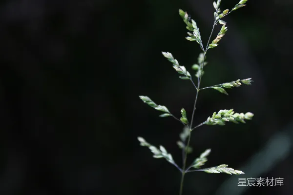 高清摄影 微光中的绿色植物