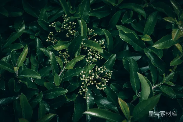 高清摄影 深绿植物特写
