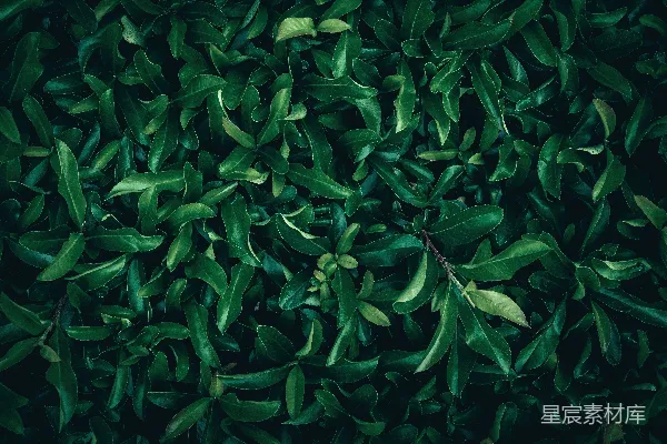 高清摄影 深邃的绿色植物纹理