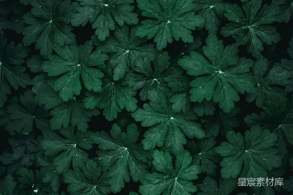 高清摄影 深绿色植物叶片纹理