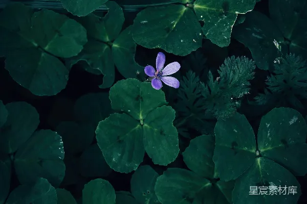 高清摄影 静谧的绿色植物与紫色花朵