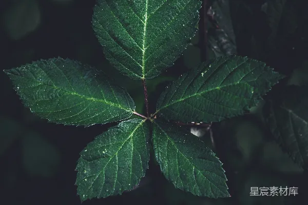 高清摄影 深绿色的叶子