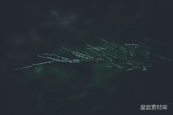 高清摄影 暗夜中的松枝