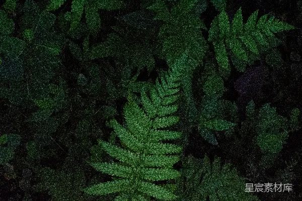高清摄影 深邃森林中的蕨类植物