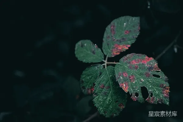 高清摄影 病态的叶子