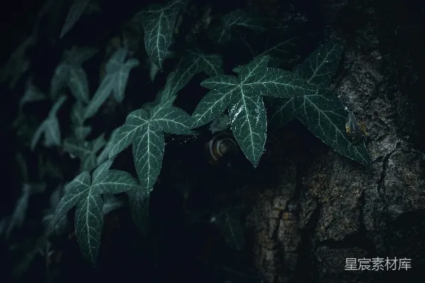 高清摄影 树上的绿叶与古老的树皮