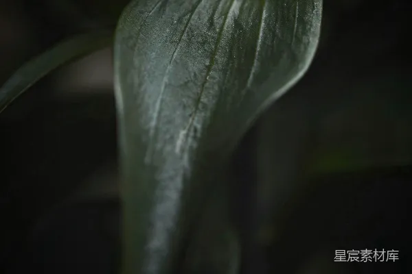 高清摄影 暗调植物特写