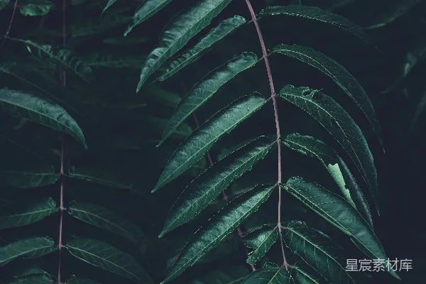 高清摄影 深绿色的叶子