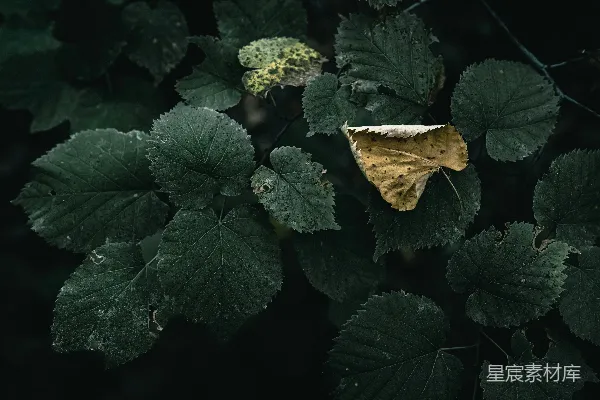 高清摄影 枯叶中的绿叶