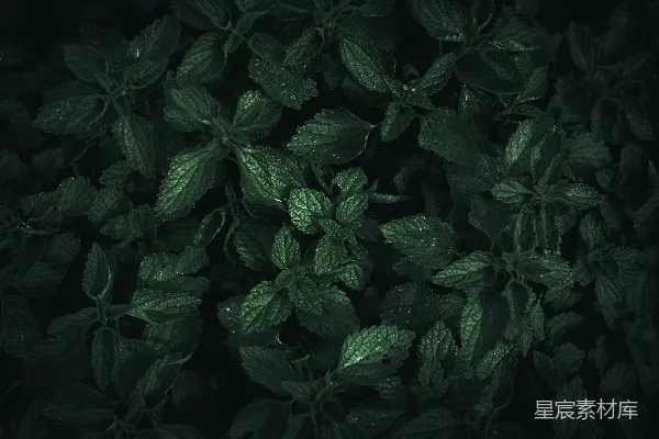 高清摄影 夜幕下的绿植