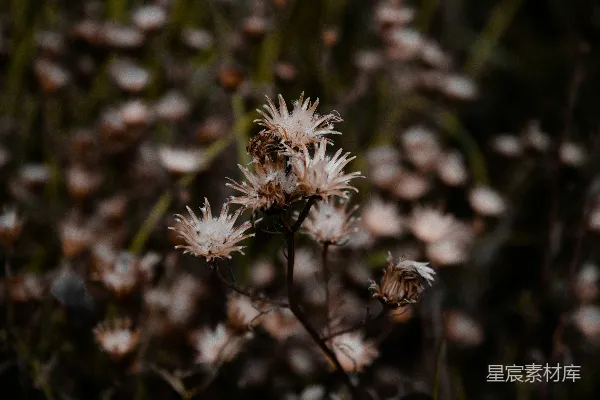 高清摄影 枯萎的花朵