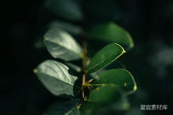 高清摄影 夜色中的绿叶