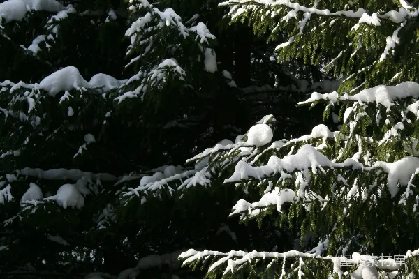 高清摄影 冬日雪景中的松树