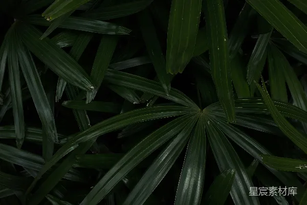 高清摄影 棕榈叶纹理