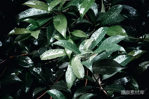 高清摄影 雨后绿叶