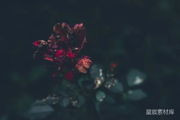 高清摄影 暗色调中的红花