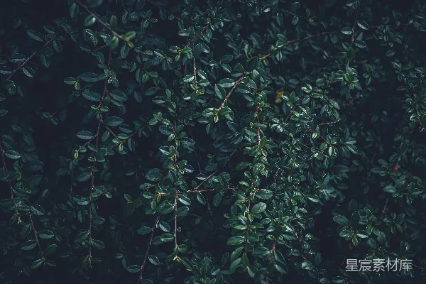 高清摄影 深绿色的植物枝条