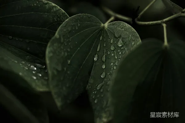 高清摄影 雨后绿叶的静谧美