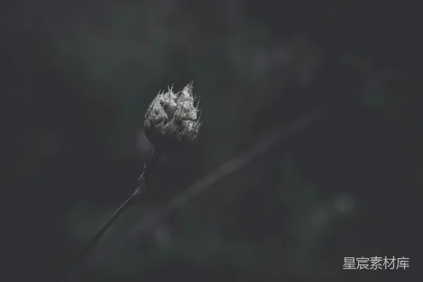 高清摄影 枯萎的花蕾