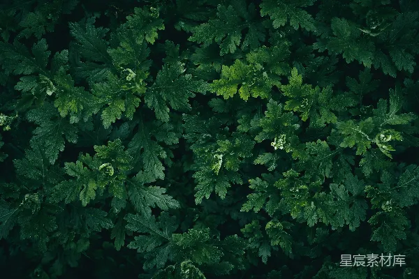 高清摄影 深绿色植物叶片纹理