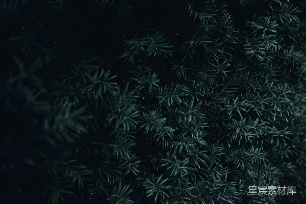 高清摄影 深绿色针叶植物特写