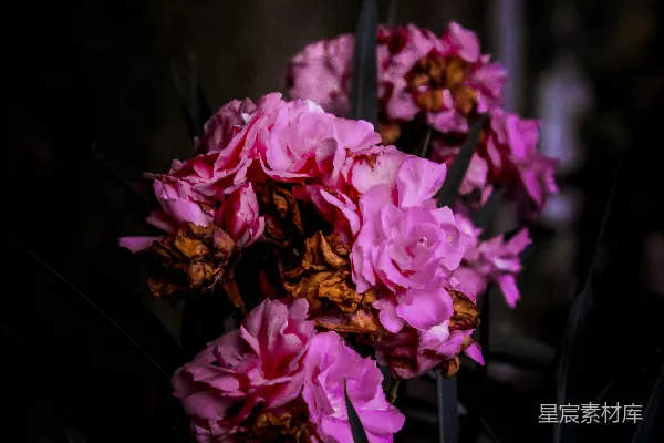 高清摄影 暗夜中的粉色花朵