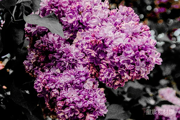 高清摄影 紫色丁香花