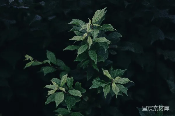 高清摄影 幽暗中的绿叶