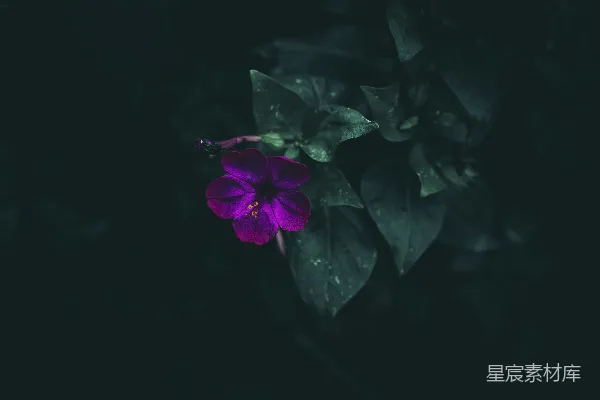 高清摄影 紫色花朵的静谧之美