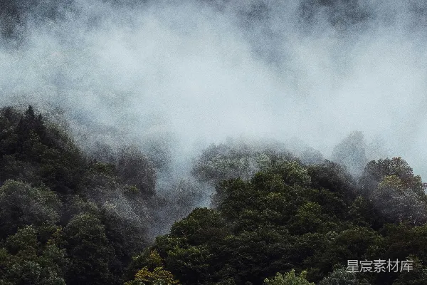 高清摄影 雾中的森林