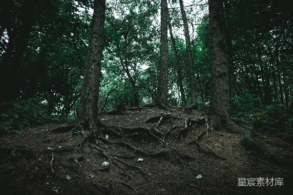 高清摄影 森林的秘密