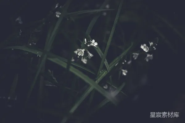 高清摄影 幽静的草丛