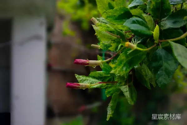 高清摄影 雨后绿叶与粉红花蕾