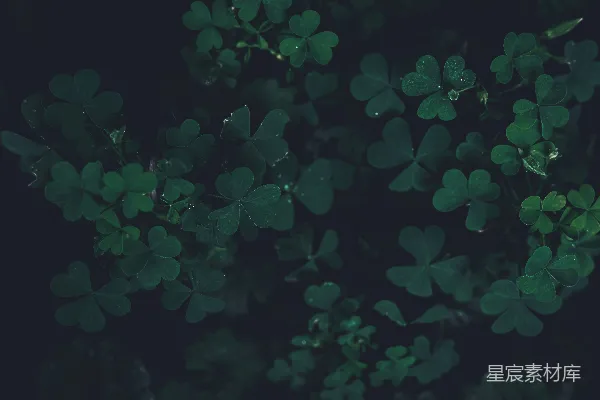 高清摄影 绿叶四叶草