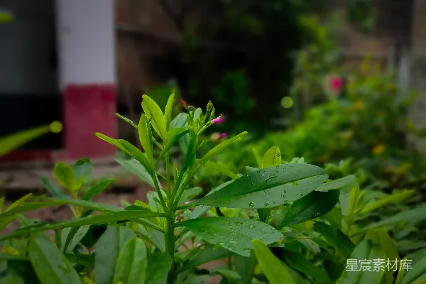 高清摄影 雨后新生的绿色植物
