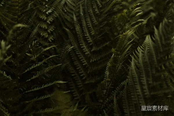 高清摄影 幽暗森林中的蕨类植物