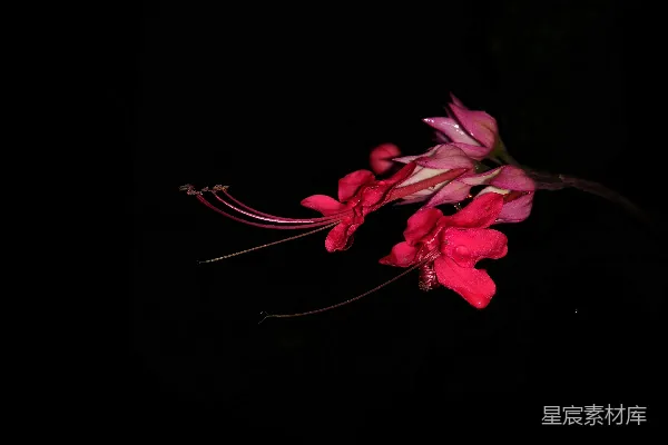 高清摄影 夜色中的红花