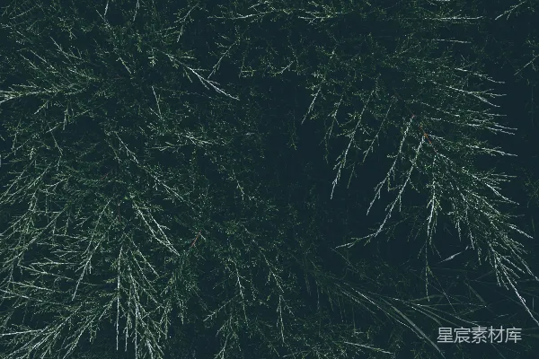 高清摄影 松柏枝条的自然纹理