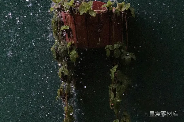 高清摄影 雨中的花盆
