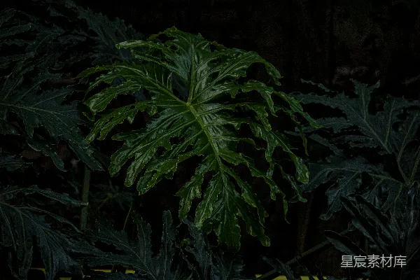高清摄影 深绿色热带植物叶片特写