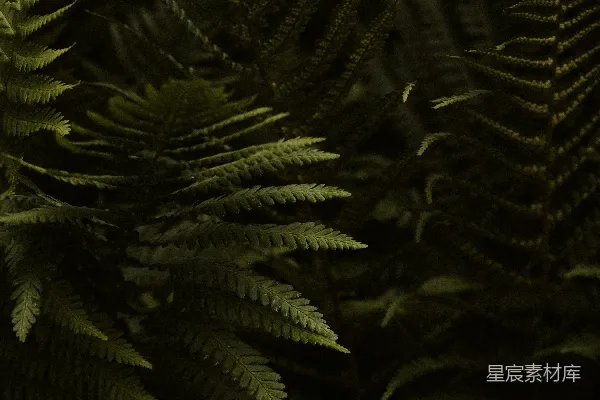 高清摄影 深林中的蕨类植物