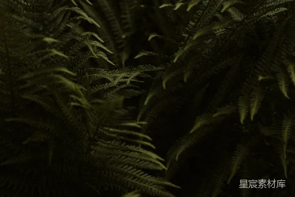 高清摄影 神秘的蕨类植物