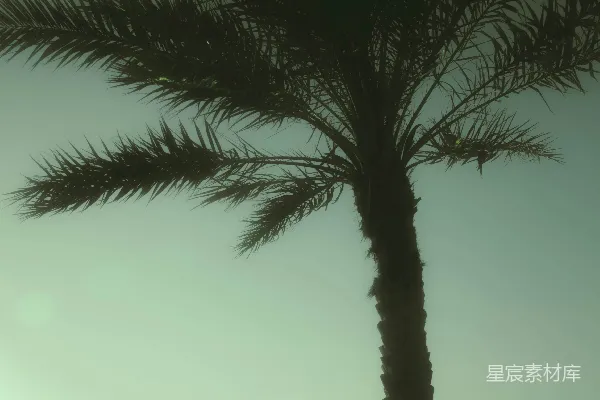 高清摄影 海边的棕榈树与孤独的剪影