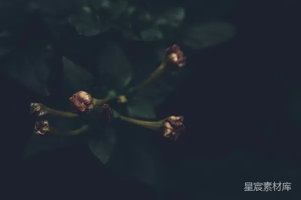 高清摄影 凋零的花朵