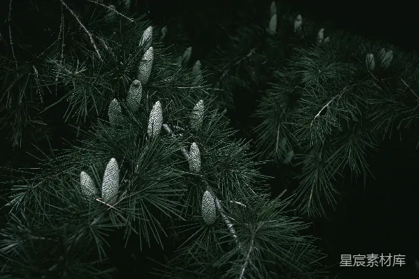 高清摄影 松树上的松果