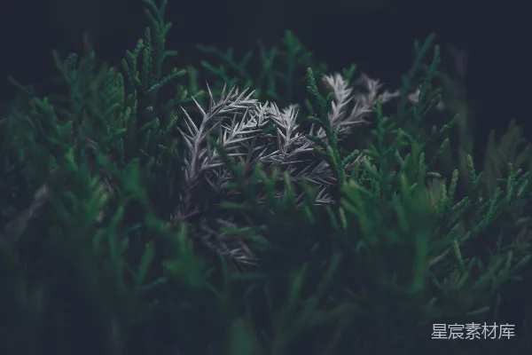 高清摄影 绿色植物的自然之美