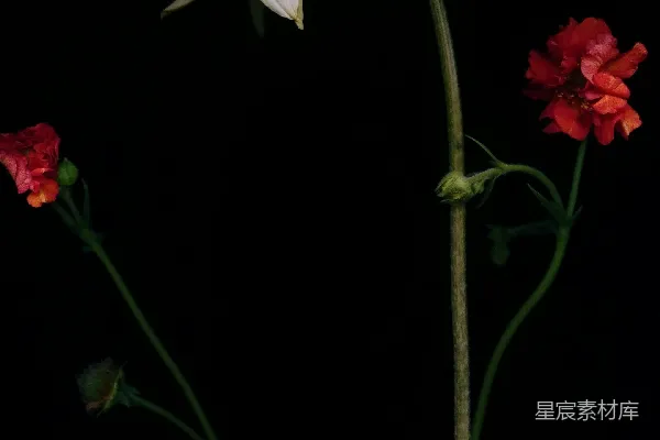 高清摄影 静谧花语：色彩与光影的艺术