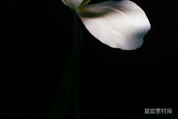 高清摄影 静谧的白花